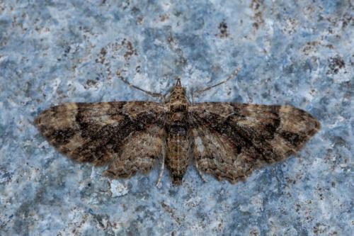 Gymnoscelis rufifasciata